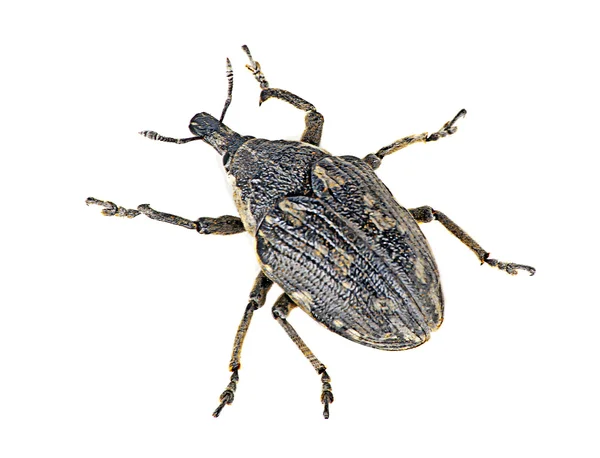 Nos beetle isolerad på vit bakgrund — Stockfoto