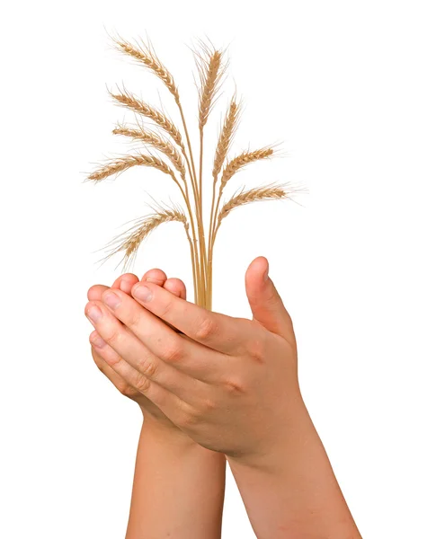 Wheat in hands — Stock Photo, Image