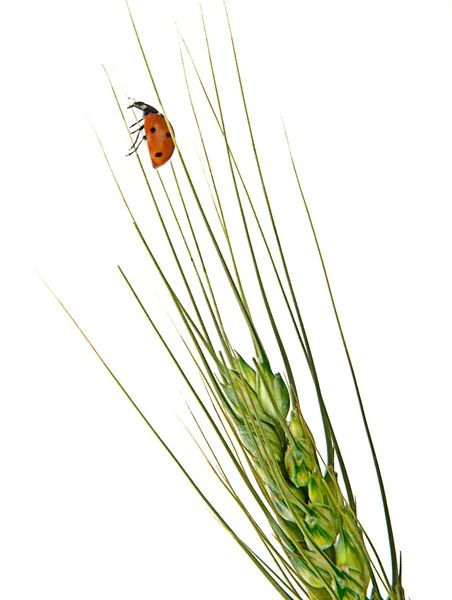 小麦のてんとう虫 — ストック写真