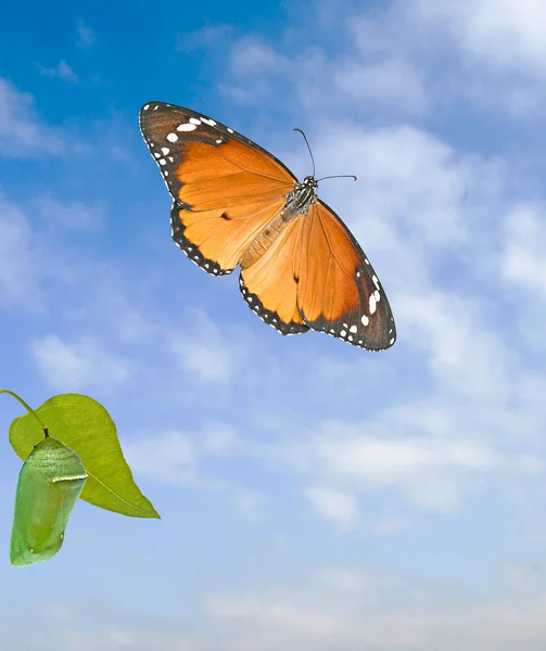 Borboleta monarca e pupa isolada sobre fundo branco — Fotografia de Stock