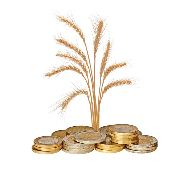 Wheat growing from pile of coins — Stock Photo, Image