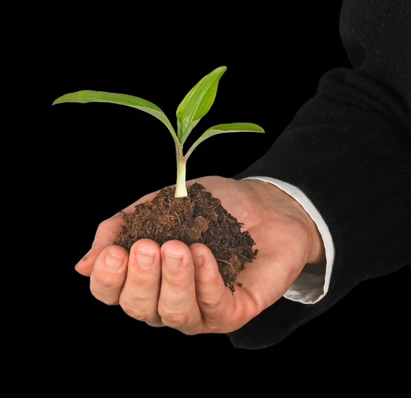 Seedling in hand as a symbol of nature protection — Stock Photo, Image