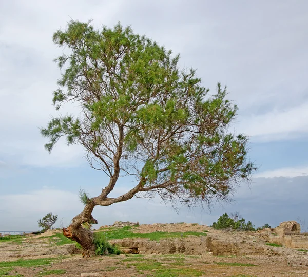 Caesarea-Nationalpark — Stockfoto