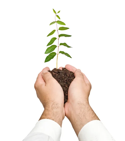 Seedling in hands as a symbol of nature protection — Stock Photo, Image