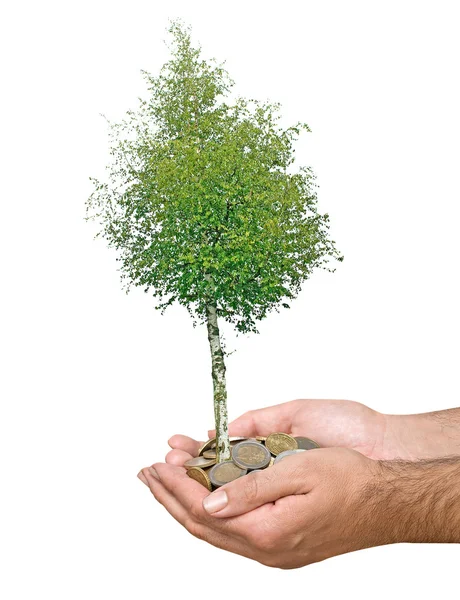 Dłonie z growng drzewo ze stosu monet — Zdjęcie stockowe