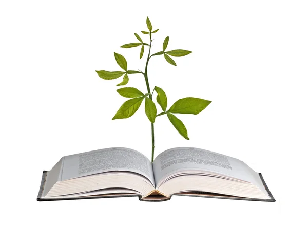 Plante poussant à partir de livre ouvert — Photo