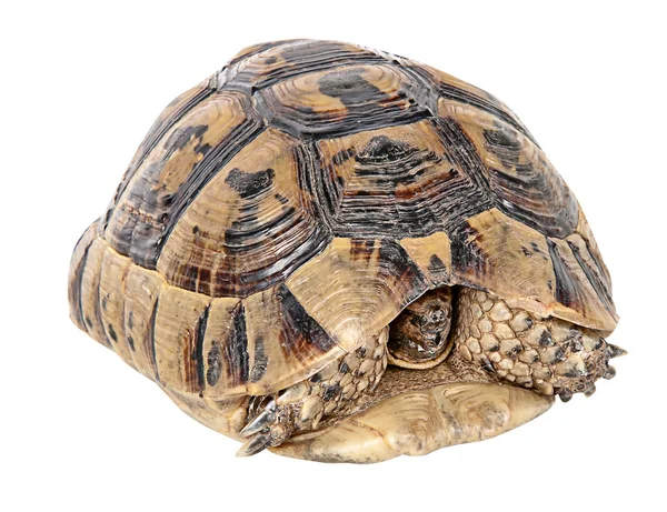 Fechar de tartaruga grega — Fotografia de Stock