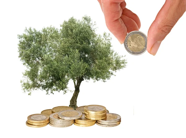 Olive tree growing from pile of coins — Stock Photo, Image