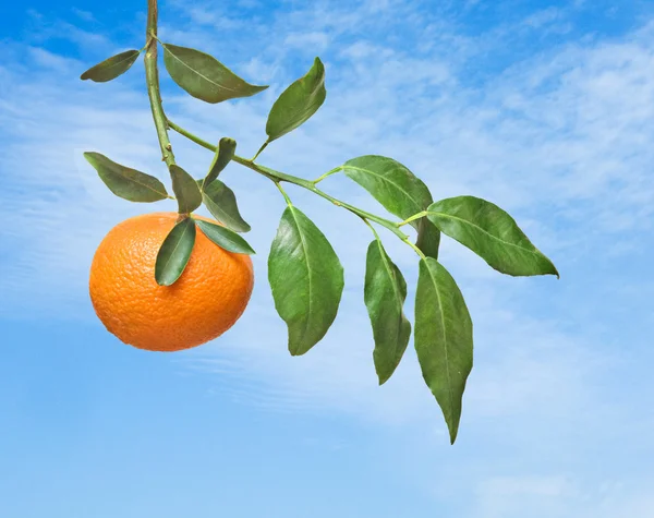 Tangerine di latar langit — Stok Foto