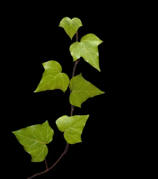 Ivy isolé sur fond noir — Photo