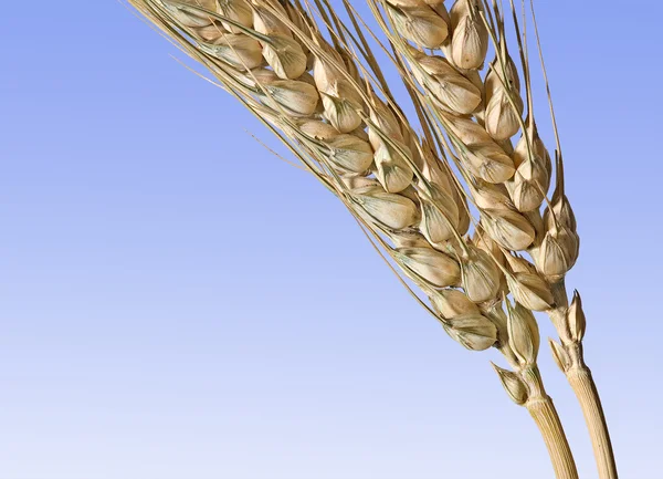 Пшениця ізольована на синьому фоні — стокове фото