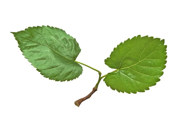 Листья шелковицы изолированы на белом фоне — стоковое фото