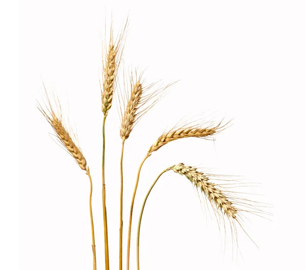 Пшениця ізольована на білому тлі — стокове фото