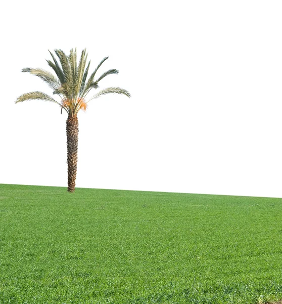 Palme auf dem Rasen — Stockfoto