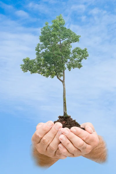 Strom v rukou jako symbol ochrany přírody — Stock fotografie