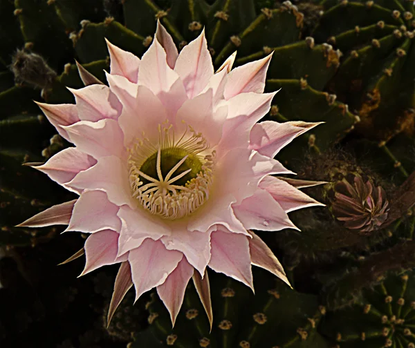 Sea urchin cactus Stock Photos, Royalty Free Sea urchin cactus Images |  Depositphotos