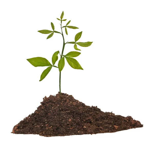 Seedling growing from soil Stock Image