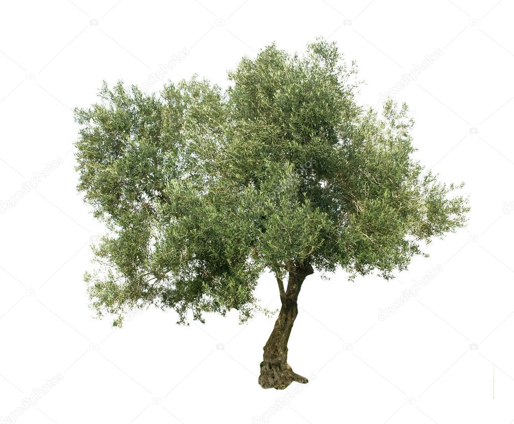 Olive tree isolated on white background