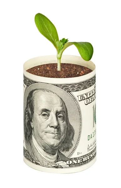 Plantas que crecen del billete de dólar — Foto de Stock
