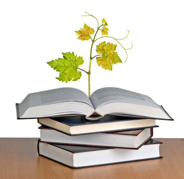 Grapevine growing from open book — Stockfoto