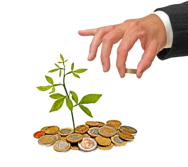 Plant growing from coins — Stock Photo, Image