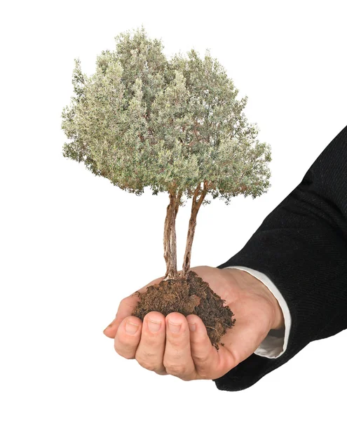 Olivenbaum in der Hand — Stockfoto