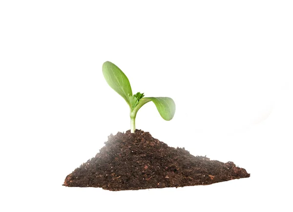 Seedling growing from soil — Stock Photo, Image