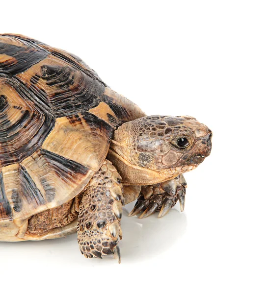 Yunan kaplumbağa yakın çekim — Stok fotoğraf