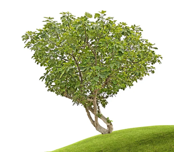 Drzewo figowe — Zdjęcie stockowe