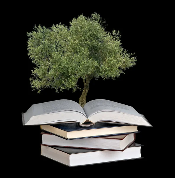 Оливковое дерево, растущее из книги — стоковое фото