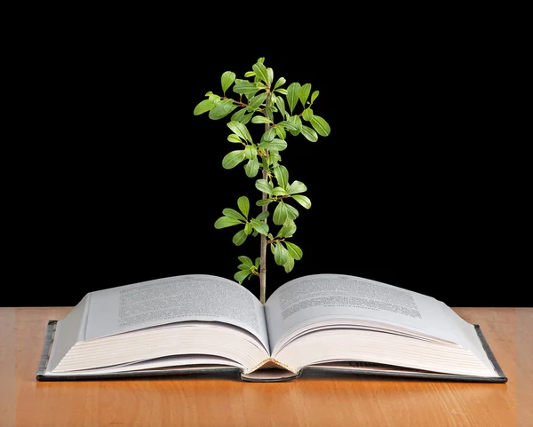 Planta que crece de un libro abierto — Foto de Stock