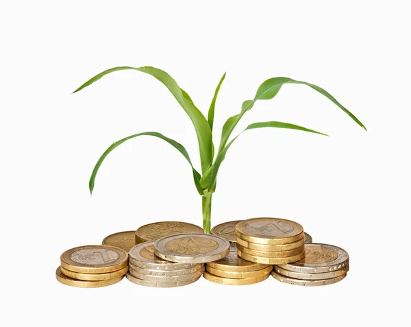 Corn growing from pile of coins — Stock Photo, Image