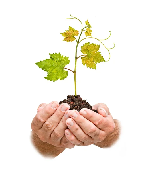 Grapevine seedling in hand — Stock Photo, Image