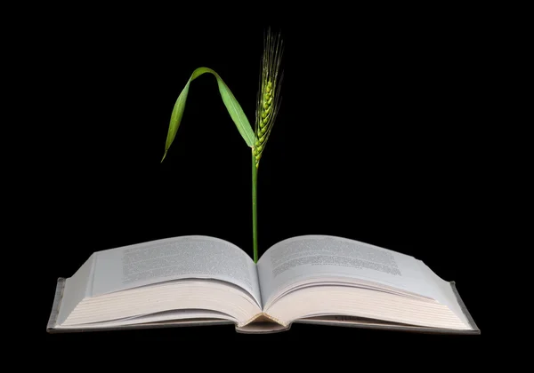 Pšenice, rostoucí z knihy — Stock fotografie