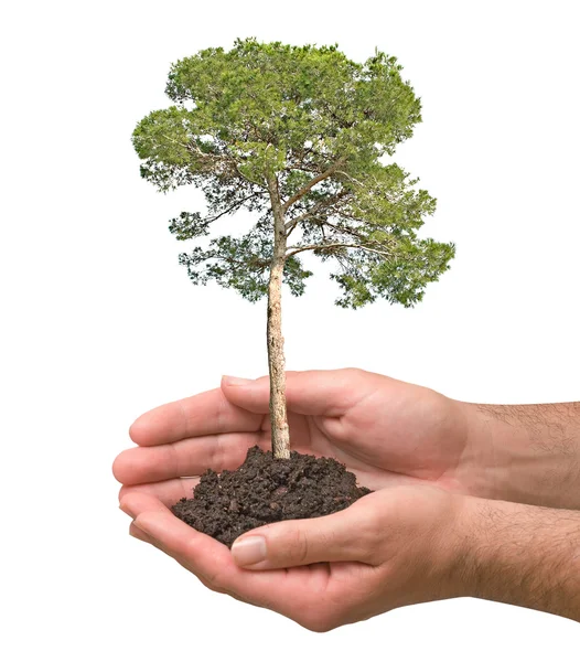 Pine tree in hands — Stock Photo, Image