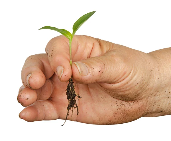 Hand with a seedling — Stock Photo, Image