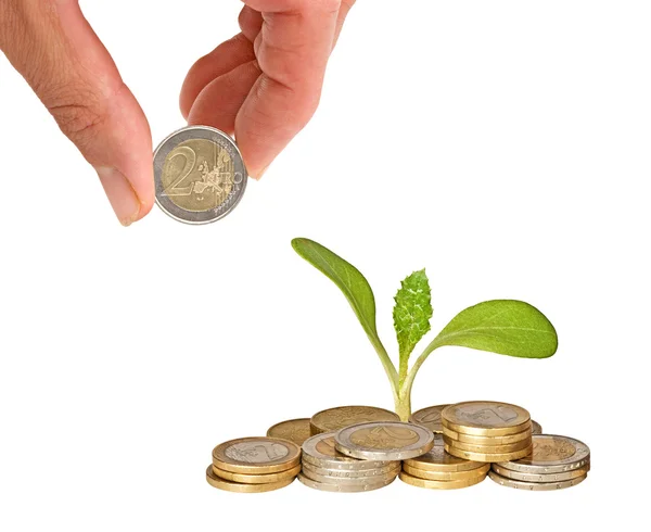 Plant growing from coins — Stock Photo, Image