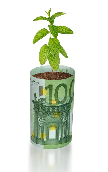 Mint growing from euro bill — Stock Photo, Image