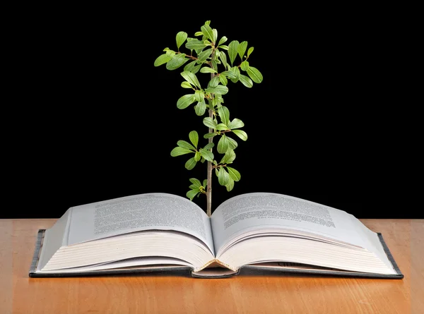 Φυτό αυξάνεται από ένα ανοιχτό βιβλίο — Φωτογραφία Αρχείου