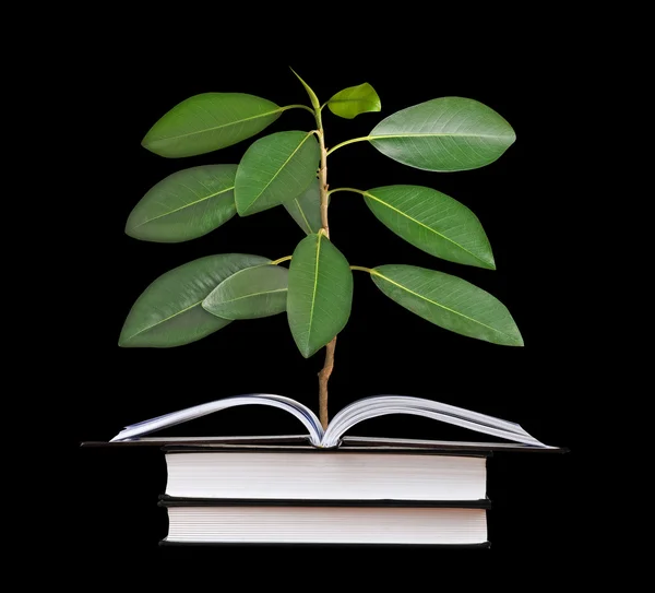 Sapling growing from opem book — Stock Photo, Image