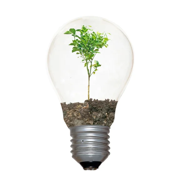 Incandescent light bulb with a sapling as the filament — Stock Photo, Image
