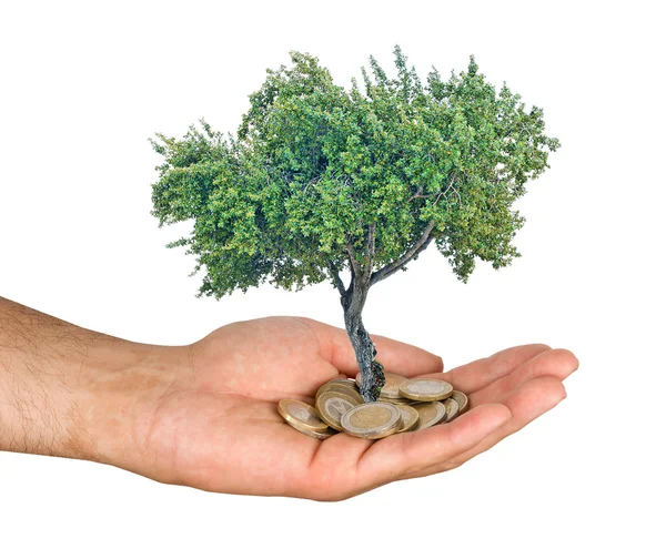 Palma con un albero che cresce da catasta di monete — Foto Stock