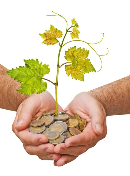 Grapevine growing from coins — Stock Photo, Image