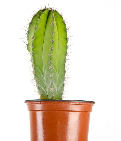 Kaktusz cserepben — Stock Fotó