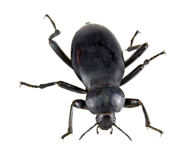 Närbild på beetle — Stockfoto