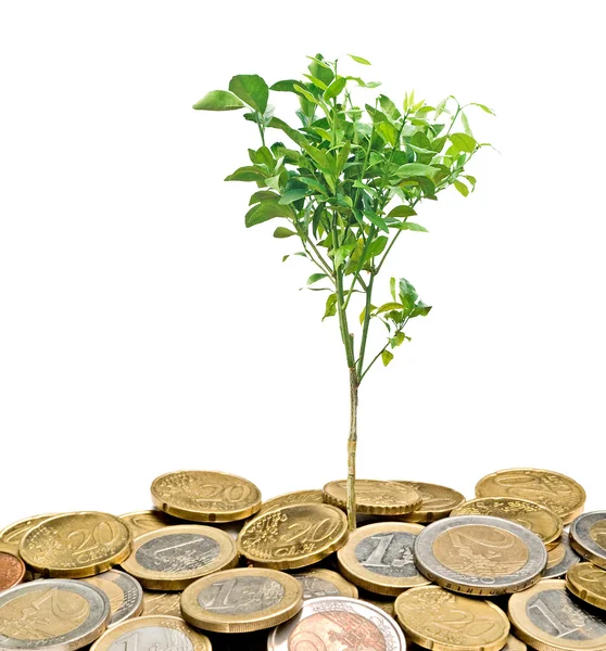 Citrus tree growing from coins — Stock Photo, Image