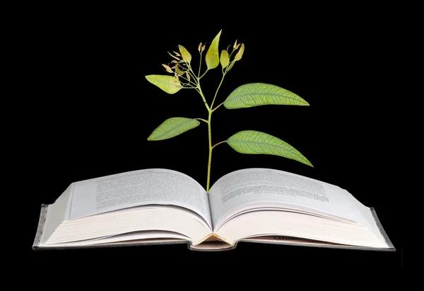 Árvore no livro — Fotografia de Stock