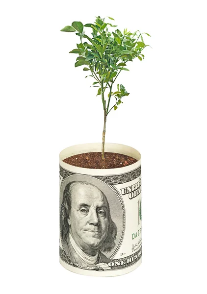 stock image Young orange tree growing from dolar bill