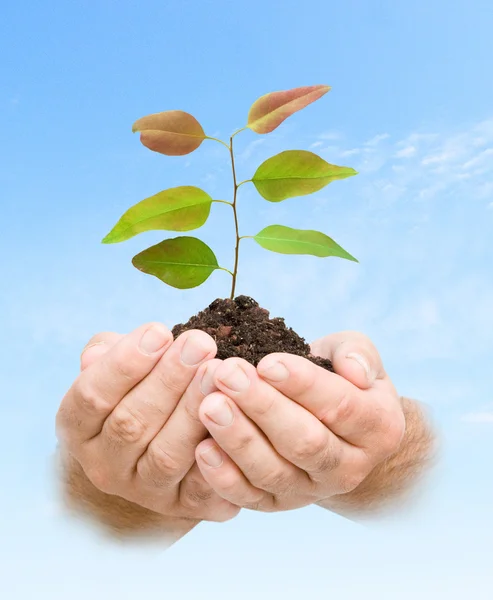 stock image Sapling in hands