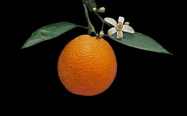 Orange a květina izolovaných na černém pozadí — Stock fotografie